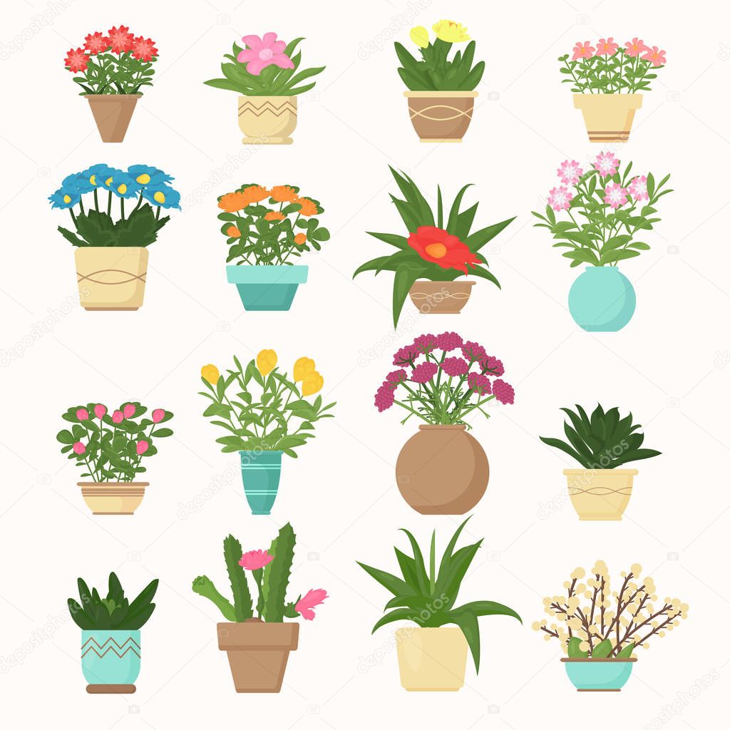 Colorful vector illustration set of flowers and plants, succulent in vases in cartoon flat style.