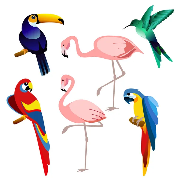 Vector illustration of bright color exotic tropical birds set isolated on white background in flat style. — Stock Vector