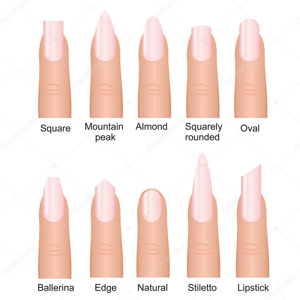 Vector illustration set of different nails shape tipes. Manicure design on fingers isolated on white background in flat style.