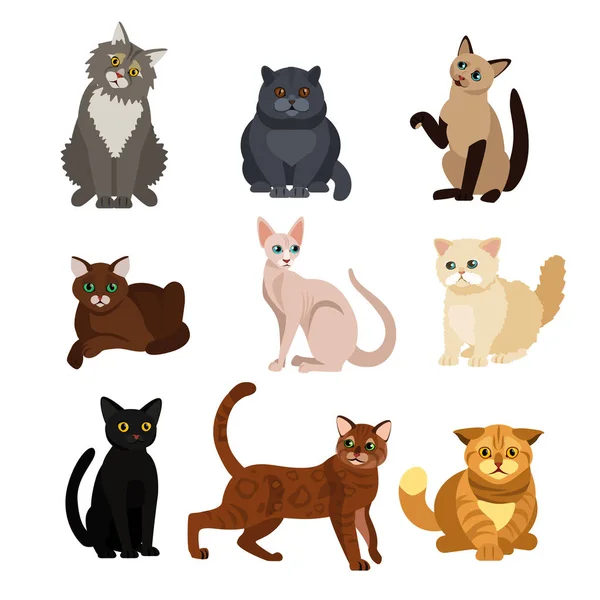猫不同品种的矢量插图套装, 可爱的宠物动物, 白色背景可爱的小猫平面设计. — 图库矢量图片