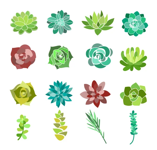 Vector illustration set of green succulent and cactus flowers. Desert plants top view isolated on white background. Vector illustration. — Stock Vector