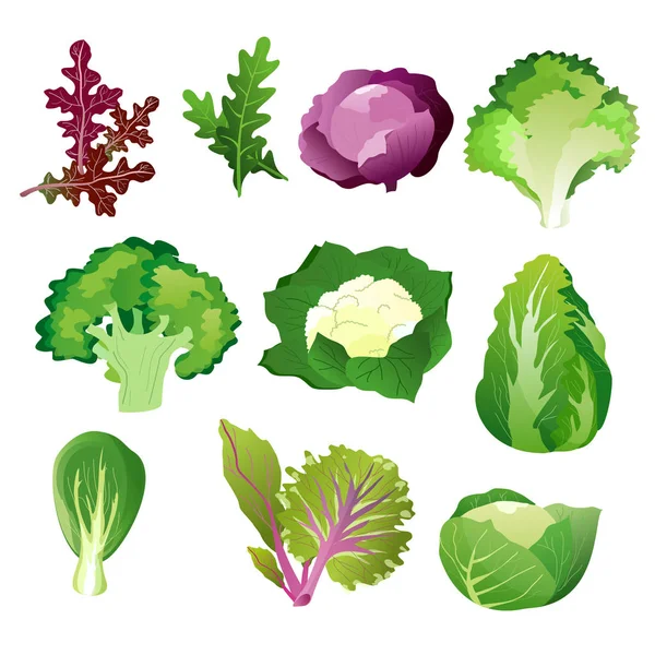 グリーン サラダの葉。ベクトル ベジタリアン健康食品葉設定に孤立した白い背景 — ストックベクタ