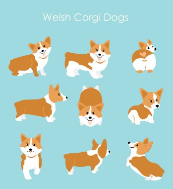 Şirin ve mutlu Galce corgi vektör çizim farklı teşkil etmektedir ayarlayın. Dekorasyon ve tasarım düz çizgi film tarzı için komik corgi.
