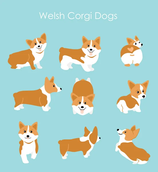 Vector illustration of cute and happy welsh corgi set in different poses. Funny corgi for decoration and design in flat cartoon style. — Stock Vector