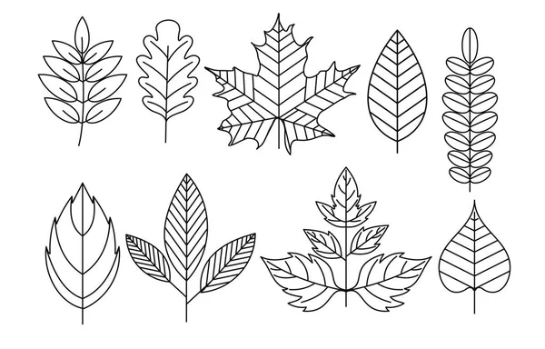 Vector illustration set of doodle leaves in line style, isolated floral elements on white background. — Stock Vector