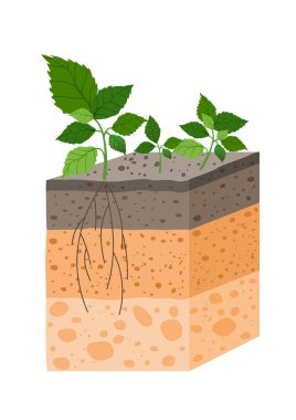 Vector illustration soil profile with plant, breed of soil horizons. Piece of land with plant and roots in flat style. clipart