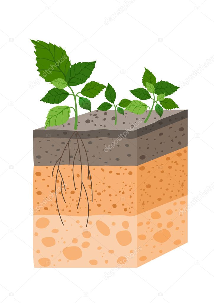 Vector illustration soil profile with plant, breed of soil horizons. Piece of land with plant and roots in flat style.
