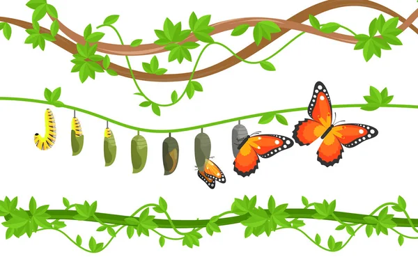 Mariposa ciclo de vida colorido vector plano ilustración — Vector de stock