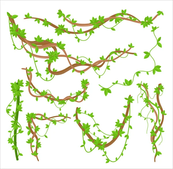 Grüne Lianen Pflanzen Schlingpflanzen flache Vektor Illustrationen gesetzt — Stockvektor