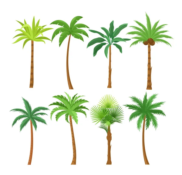 Palm trees flat vector illustrations set. Exotic beach plants isolated design elements pack. Green leaves branches and trunks cartoon collection on white background. Tropical coconut palms. — Stock Vector