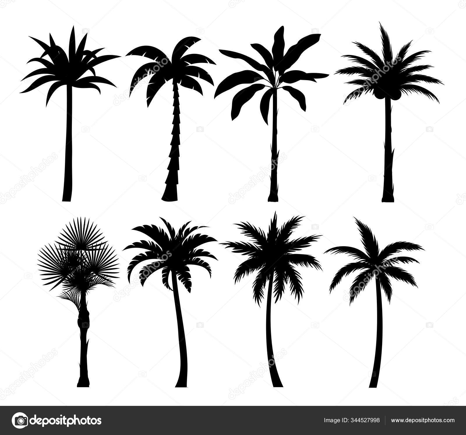 Palm trees silhouettes vector illustrations set. Exotic plants black
