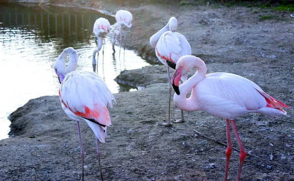five birds pink flamingos