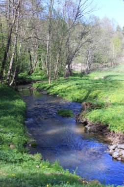 Yaz ormanda akışında