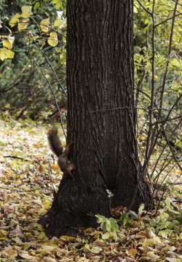 Sonbahar orman güneşli bir günde