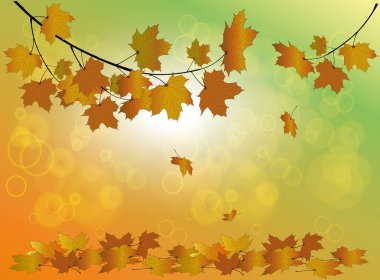 Sarı akçaağaç yaprakları güzel bir arka plan üzerinde