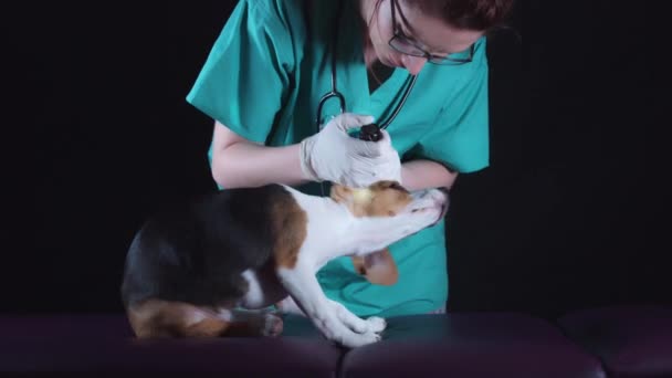 4 k Beagle štěně psa na veterinární kontroly uši — Stock video