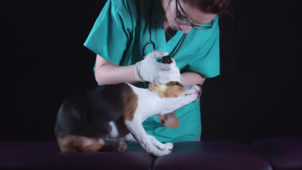 4 k Beagle valpar på veterinär kontrollera Ears — Stockvideo