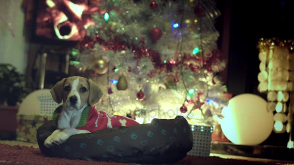 4k Natal e Ano Novo Holiday Dog Pet Posing — Vídeo de Stock