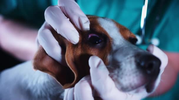 Chien de chiot beagle 4K à vétérinaire, Docteur vérifiant les yeux — Video