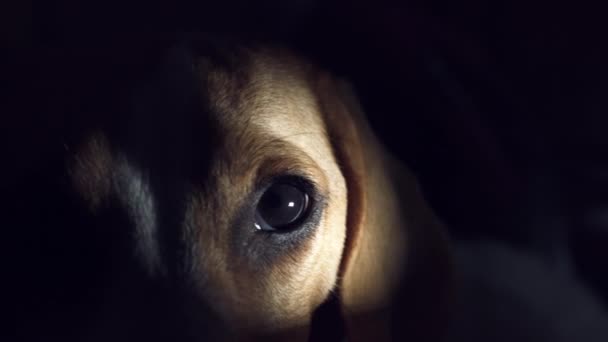 4K Thriller, Horror Animal Dog Eye na escuridão — Vídeo de Stock