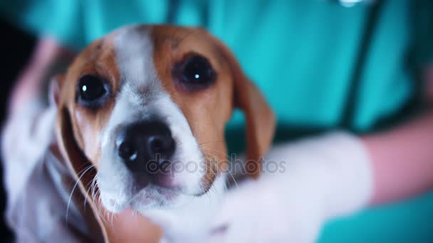 4k Beagle Welpe Hund bei tierärztlicher Zähnekontrolle — Stockvideo