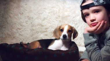 Köpek ve çocuk halı üzerinde yalan