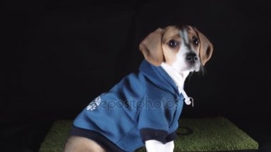 Beagle hoodie içinde oturan