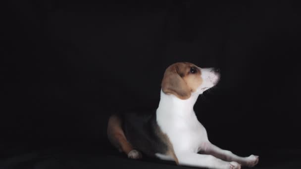 Beagle cachorro mirando hacia arriba — Vídeos de Stock