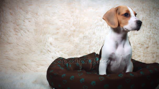 Filhote de cachorro sentado em seu lugar — Vídeo de Stock