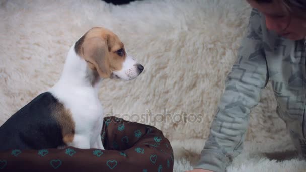 Puppy met kind plezier — Stockvideo