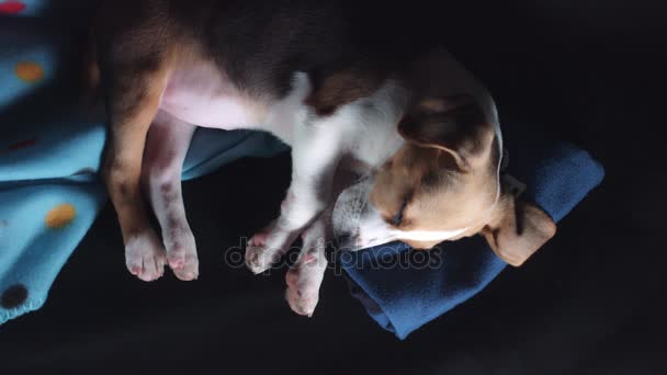 Beagle valp sova — Stockvideo