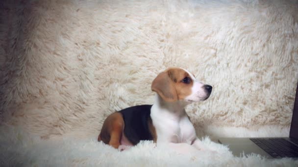 Beagle izlerken bilgisayar — Stok video