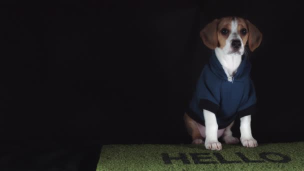 Beagle cachorro en felpudo — Vídeo de stock