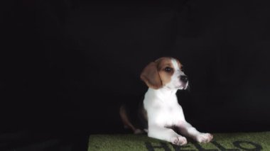 Paspas üzerinde oturan köpek yavrusu