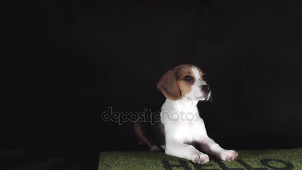 Cachorro sentado en el felpudo — Vídeo de stock