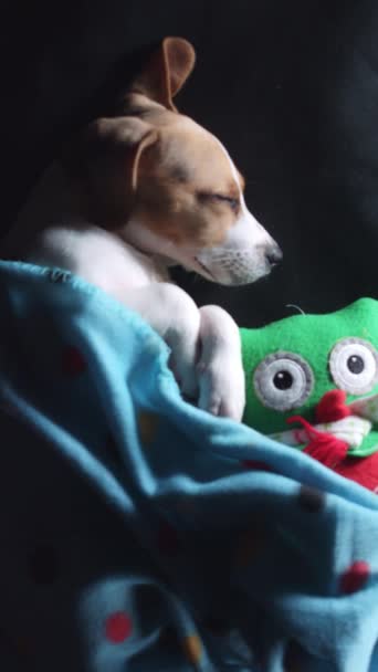 Beagle kölyök alszik — Stock videók