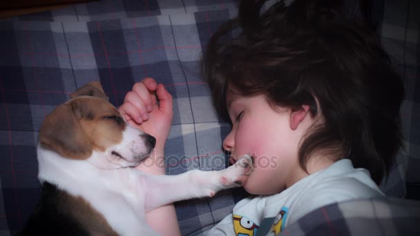 Beagle kiskutya és a gyermek, alvás — Stock videók