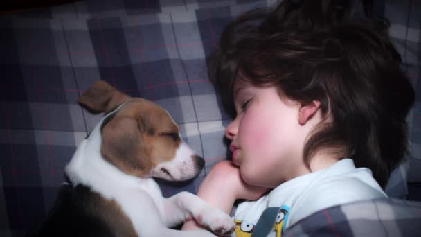 Beagle valp och barn sover — Stockvideo