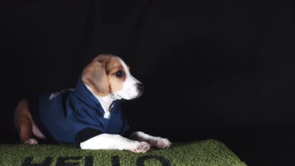 Puppy Sitting on Doormat — Stock Video