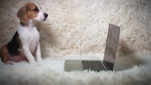 Cachorro mirando el ordenador portátil — Vídeo de stock