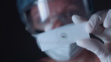 Böcek Test inceleyerek bilim adamı