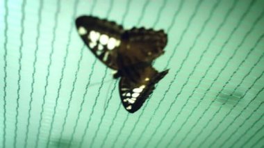 Güzel kelebek türleri