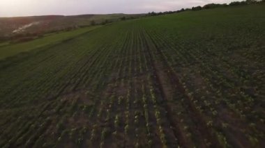: Orhei, Moldova Cumhuriyeti Haziran 2017