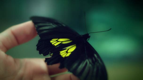 Beautiful Butterfly Species Royalty Free Stock Footage