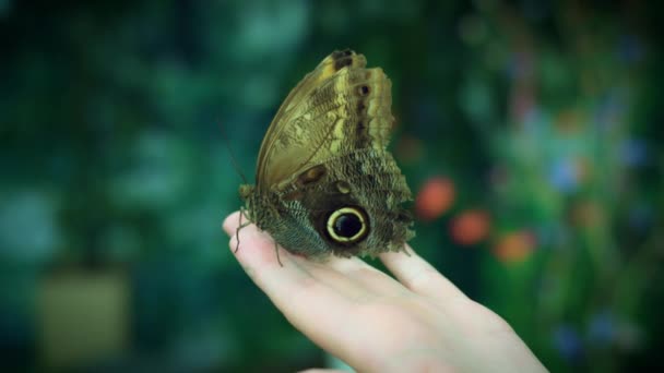 Hermosa especie mariposa — Vídeos de Stock