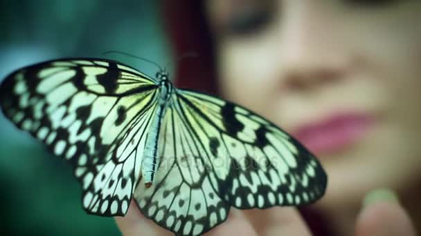 Hermosa especie mariposa — Vídeos de Stock