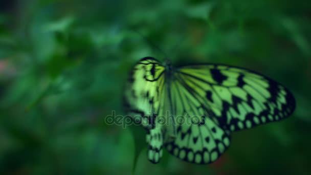 Krásný motýl druhy — Stock video