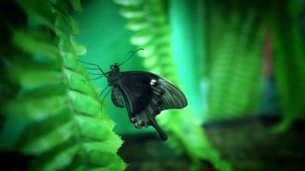 Gyönyörű pillangó fajok — Stock videók