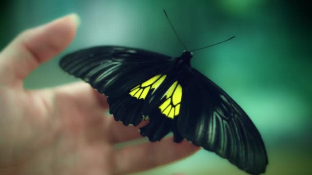 Beautiful Butterfly Species — Stock Video