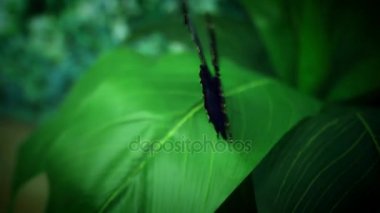 Güzel kelebek türleri